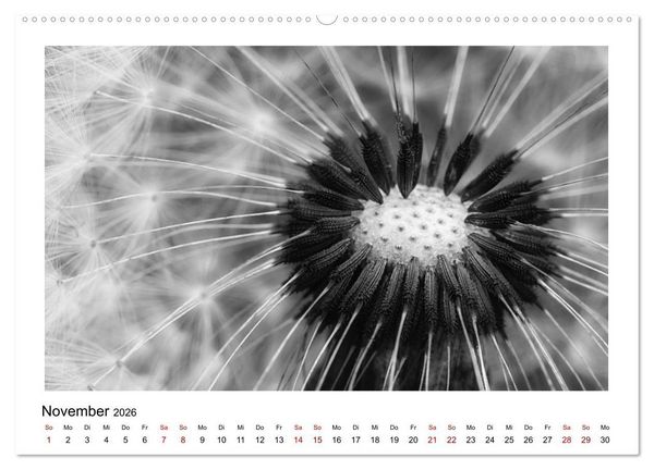 Produktbild: Die grafische Sch&ouml;nheit der Pflanzen &ndash; Schwarz-Wei&szlig; (Wandkalender 2026 DIN A2 quer), CALVENDO Monatskalender
