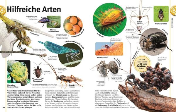 Produktbild: Unsere Welt in 1000 Bildern. Insekten