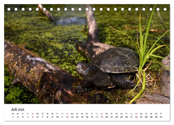 Produktbild: Heimische Tierwelt (Tischkalender 2026 DIN A5 quer), CALVENDO Monatskalender