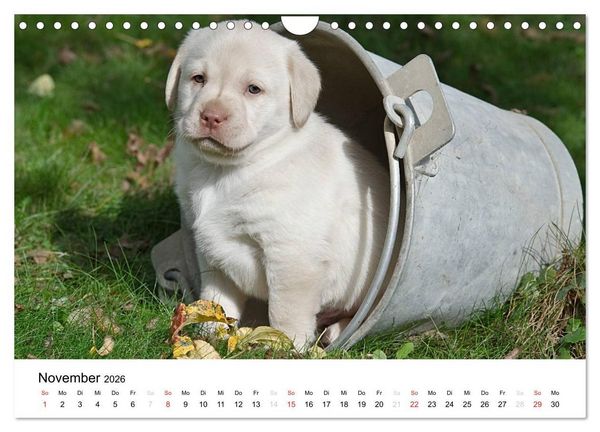 Produktbild: Labrador Welpen (Wandkalender 2026 DIN A4 quer), CALVENDO Monatskalender