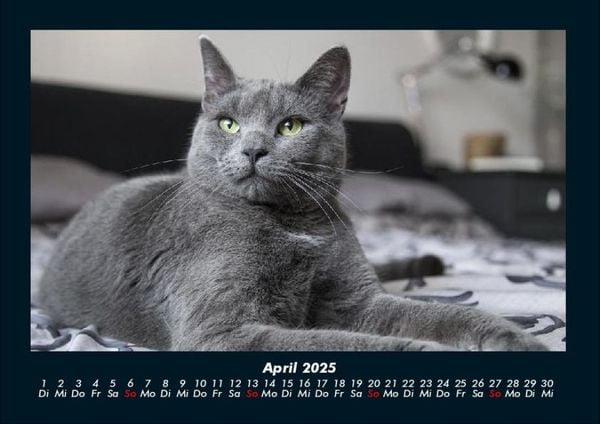 Produktbild: F&uuml;r Katzenfreunde 2025 Fotokalender DIN A4
