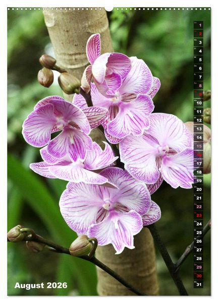 Produktbild: Freude an Orchideen (Wandkalender 2026 DIN A2 hoch), CALVENDO Monatskalender