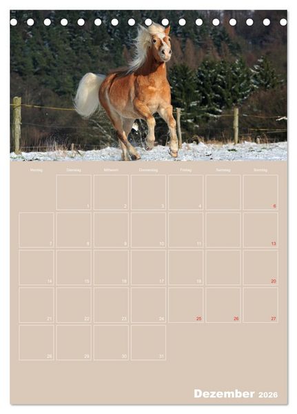 Produktbild: Pferde / Planer (Tischkalender 2026 DIN A5 hoch), CALVENDO Monatskalender
