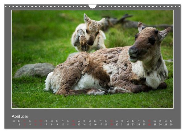Produktbild: Tierbabys 2026 (Wandkalender 2026 DIN A3 quer), CALVENDO Monatskalender