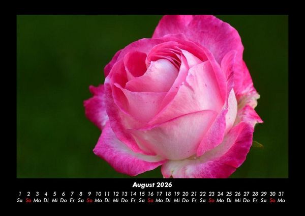 Produktbild: Rosentraum 2026 Fotokalender DIN A3