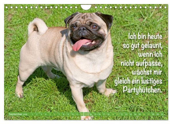 Produktbild: Mopsala: Vom Gl&uuml;ck, ein Mops zu sein (Wandkalender 2026 DIN A4 quer), CALVENDO Monatskalender