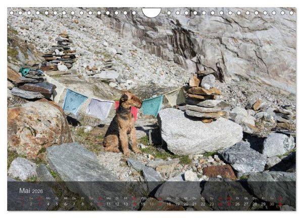 Produktbild: Der Bergdale - mit Hund im Hochgebirge (Wandkalender 2026 DIN A4 quer), CALVENDO Monatskalender