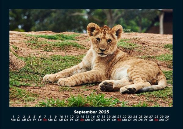 Produktbild: L&ouml;wen in der Wildnis 2025 Fotokalender DIN A4