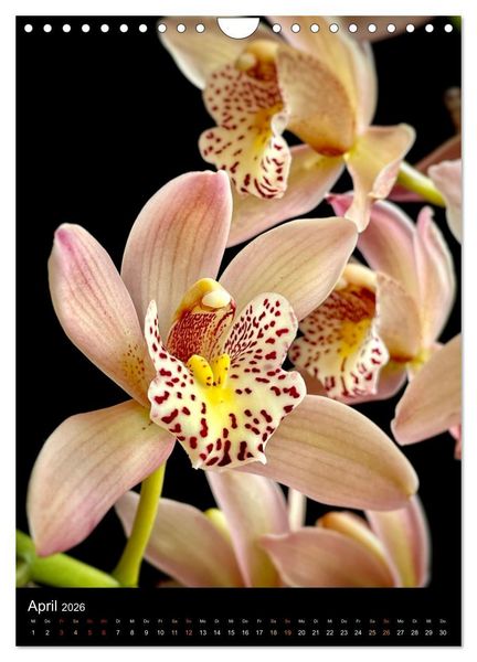 Produktbild: Orchideen - Exoten im Wohnzimmer (Wandkalender 2026 DIN A4 hoch), CALVENDO Monatskalender