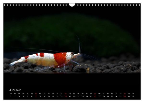 Produktbild: Zwerggarnelen - gepanzerte Juwelen im Aquarium (Wandkalender 2026 DIN A3 quer), CALVENDO Monatskalender