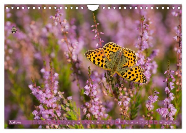 Produktbild: Romantische Heidebl&uuml;te (Wandkalender 2026 DIN A4 quer), CALVENDO Monatskalender