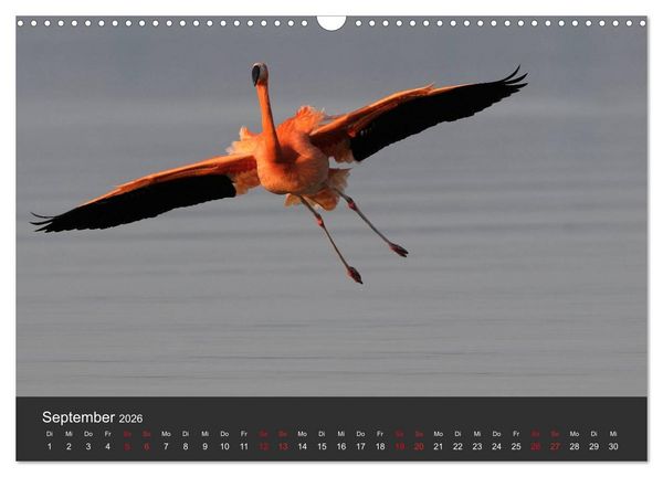 Produktbild: Pretty Flamingo (Wandkalender 2026 DIN A3 quer), CALVENDO Monatskalender