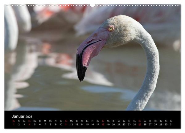 Produktbild: Flamingos der Camargue 2026 (hochwertiger Premium Wandkalender 2026 DIN A2 quer), Kunstdruck in Hochglanz