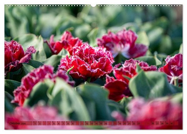 Produktbild: Tulpen - Hollands Stolz (Wandkalender 2026 DIN A2 quer), CALVENDO Monatskalender