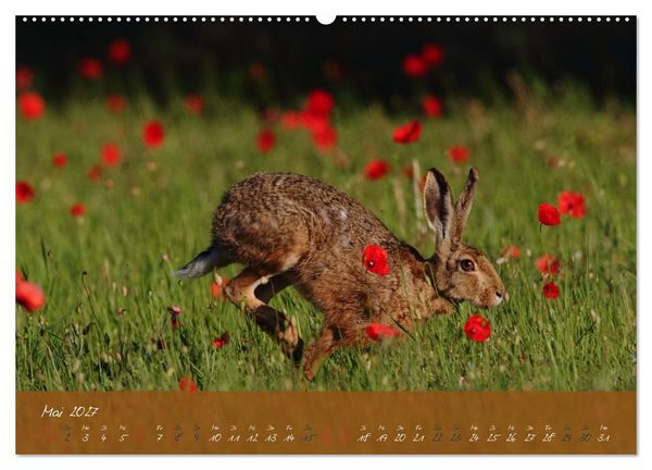 Produktbild: Feldhasen in H&ouml;chstform (hochwertiger Premium Wandkalender 2027 DIN A2 quer), Kunstdruck in Hochglanz