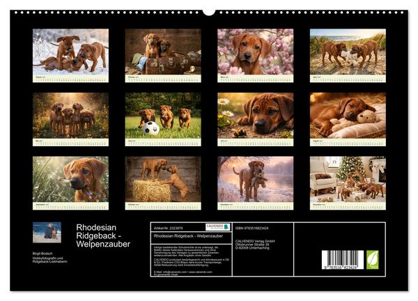 Produktbild: Rhodesian Ridgeback - Welpenzauber (hochwertiger Premium Wandkalender 2027 DIN A2 quer), Kunstdruck in Hochglanz