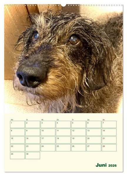 Produktbild: Schorschi &ndash; Ein Jahr mit dem bayrischen Rauhhaardackel (hochwertiger Premium Wandkalender 2026 DIN A2 hoch), Kunstdruck in Hochglanz