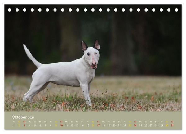 Produktbild: Bullterrier, liebenswerte Sturk&ouml;pfe (Tischkalender 2027 DIN A5 quer), CALVENDO Monatskalender