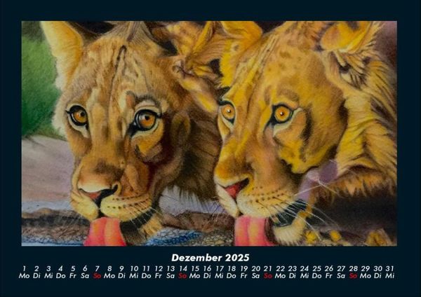 Produktbild: L&ouml;wen in der Wildnis 2025 Fotokalender DIN A4