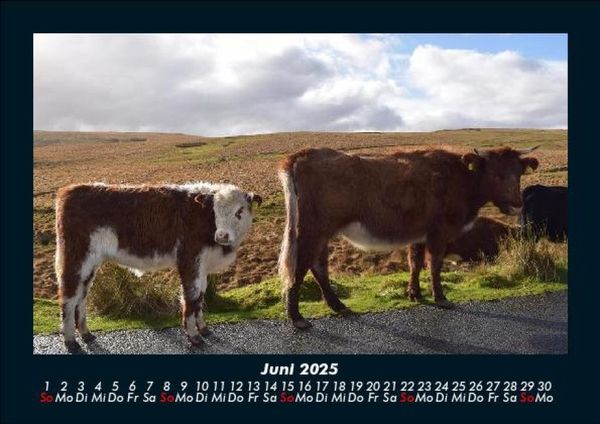 Produktbild: Kuhkalender 2025 Fotokalender DIN A5
