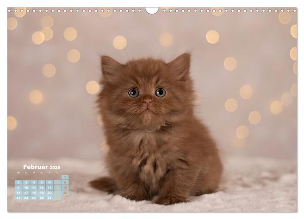 Produktbild: Die Kitten kommen. (Wandkalender 2026 DIN A3 quer), CALVENDO Monatskalender