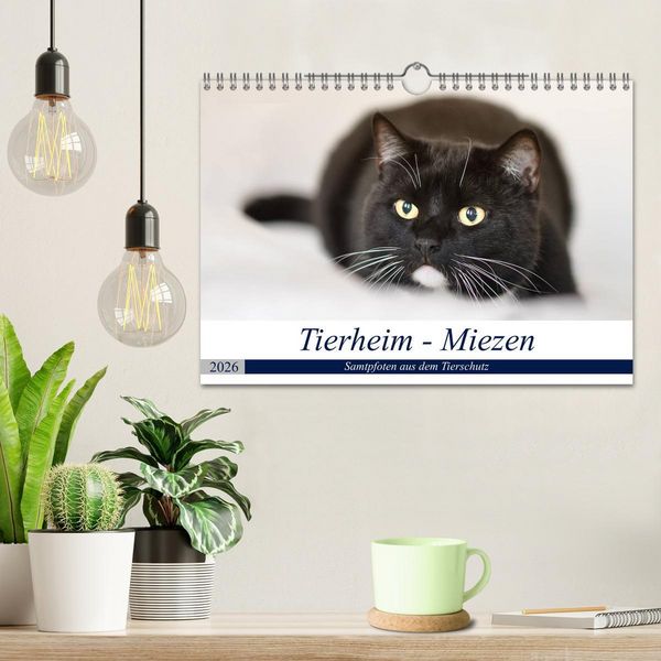 Produktbild: Tierheim - Miezen (Wandkalender 2026 DIN A4 quer), CALVENDO Monatskalender