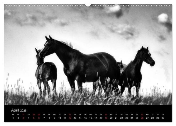 Produktbild: Pferde 2026 Wild Thing (Wandkalender 2026 DIN A2 quer), CALVENDO Monatskalender