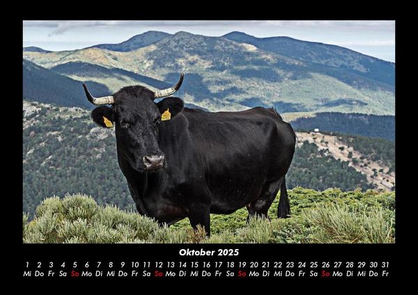 Produktbild: Kuhkalender 2025 Fotokalender DIN A3