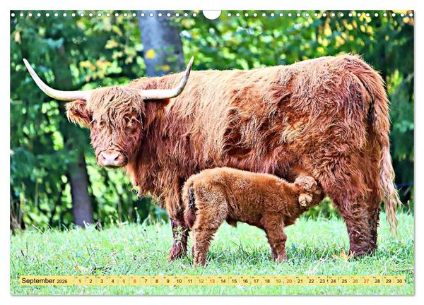 Produktbild: Highland Cattle, die Hochlandrinder aus Pfeffingen (Wandkalender 2026 DIN A3 quer), CALVENDO Monatskalender