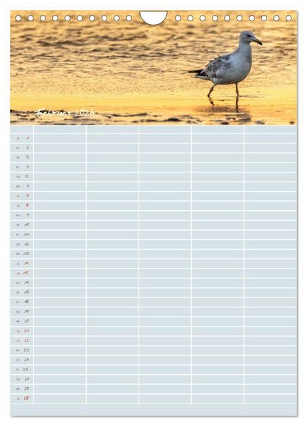 Produktbild: Kleine Sand-Sch&ouml;nheiten / Familienplaner (Wandkalender 2026 DIN A4 hoch), CALVENDO Monatskalender