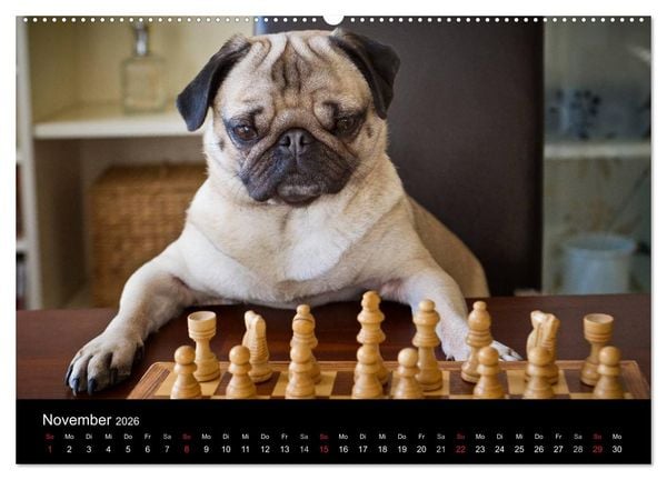 Produktbild: Mops 2026 (hochwertiger Premium Wandkalender 2026 DIN A2 quer), Kunstdruck in Hochglanz