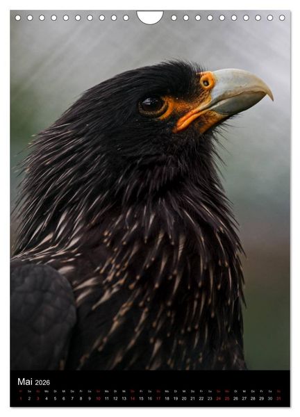 Produktbild: Greifv&ouml;gel im Portrait (Wandkalender 2026 DIN A4 hoch), CALVENDO Monatskalender