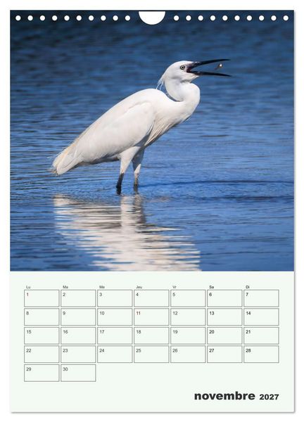 Produktbild: Le monde intime des oiseaux (Calendrier mural 2027 DIN A4 horizontal), CALVENDO calendrier mensuel