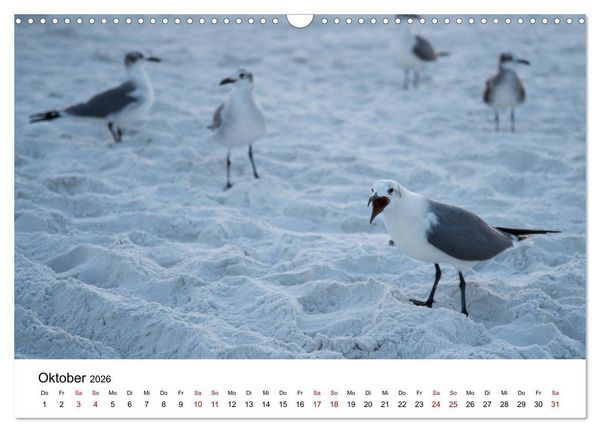Produktbild: M&ouml;wen am Meer (Wandkalender 2026 DIN A3 quer), CALVENDO Monatskalender