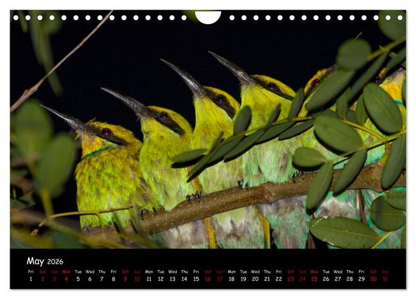 Produktbild: Birds of South Africa (Wall Calendar 2026 DIN A4 landscape), CALVENDO 12 Month Wall Calendar