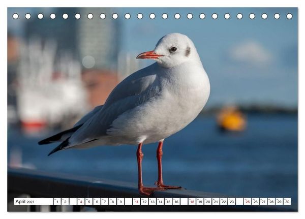 Produktbild: M&ouml;wen- Botschafter des Windes (Tischkalender 2027 DIN A5 quer), CALVENDO Monatskalender