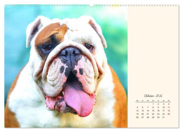 Produktbild: Dicke Freunde. Englische Bulldoggen (Wandkalender 2026 DIN A2 quer), CALVENDO Monatskalender