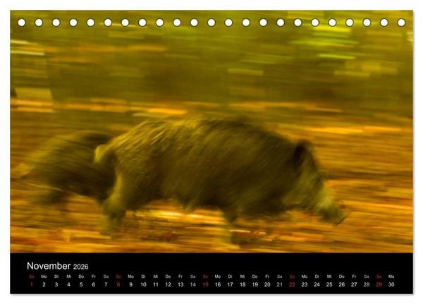 Produktbild: Wilde Wutzen. Das heimische Wildschwein (Tischkalender 2026 DIN A5 quer), CALVENDO Monatskalender