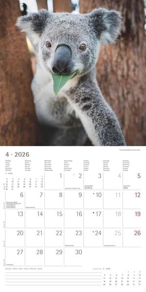 Produktbild: Koalas 2026 - Broschürenkalender 30x30 cm (30x60 geöffnet) - Kalender mit Platz für Notizen - koala bears - Bildkalender - Wandplaner - Bärenkalender