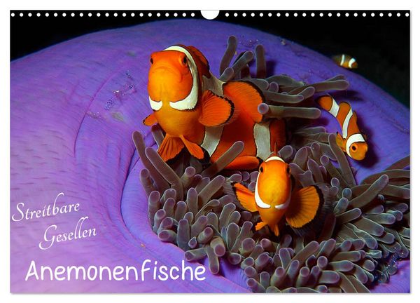 Produktbild: Anemonenfische - Streitbare Gesellen (Wandkalender 2026 DIN A3 quer), CALVENDO Monatskalender