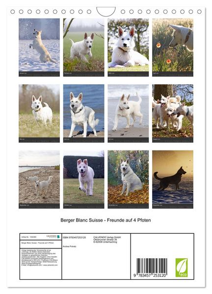 Produktbild: Berger Blanc Suisse - Freunde auf 4 Pfoten (Wandkalender 2026 DIN A4 hoch), CALVENDO Monatskalender