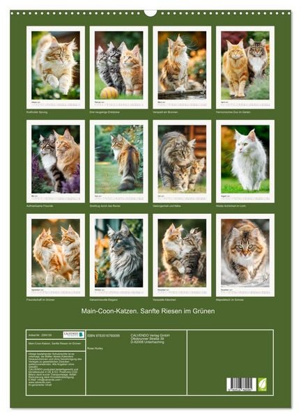 Produktbild: Main-Coon-Katzen. Sanfte Riesen im Gr&uuml;nen (Wandkalender 2027 DIN A2 hoch), CALVENDO Monatskalender