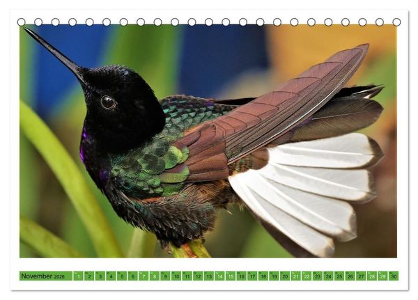 Produktbild: Kolibris; Anmut, Sch&ouml;nheit, Farben (Tischkalender 2026 DIN A5 quer), CALVENDO Monatskalender