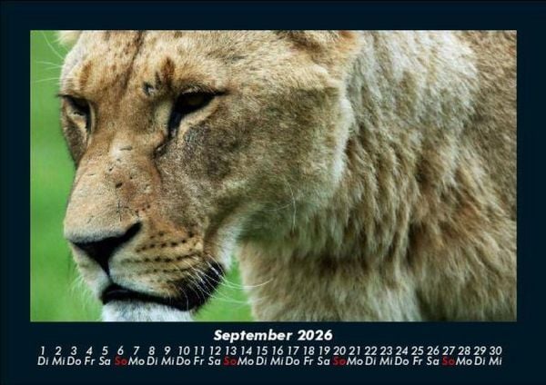 Produktbild: Tiere in der Wildnis 2026 Fotokalender DIN A5