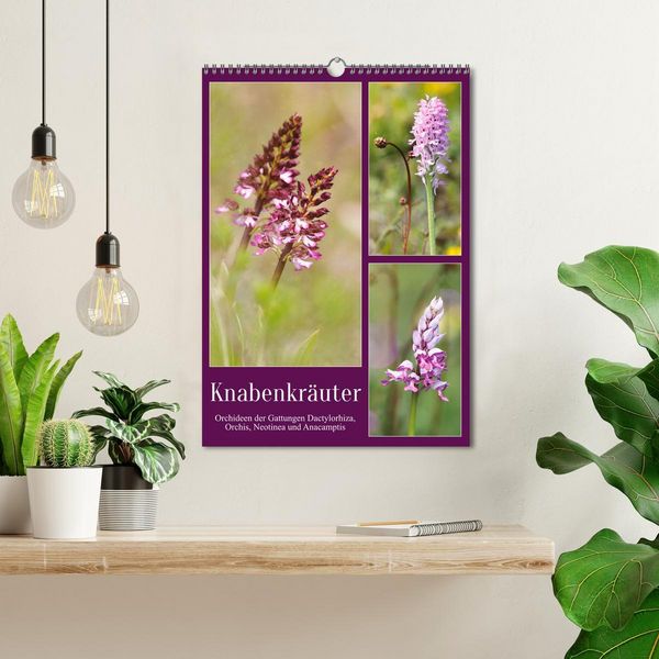 Produktbild: Knabenkr&auml;uter (Wandkalender 2026 DIN A3 hoch), CALVENDO Monatskalender