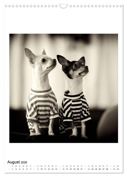 Produktbild: CHIHUAHUA CHIC Photos Marion Koell (Wandkalender 2026 DIN A3 hoch), CALVENDO Monatskalender