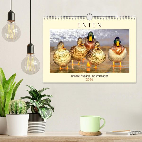 Produktbild: Enten. Beliebt, h&uuml;bsch und imposant (Wandkalender 2026 DIN A4 quer), CALVENDO Monatskalender