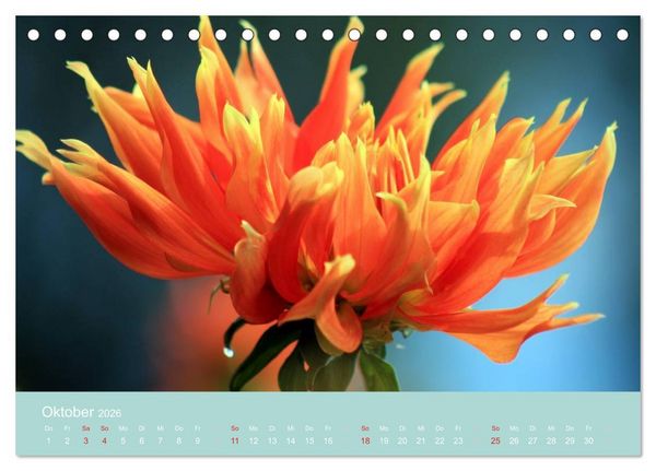 Produktbild: Dahlien (Tischkalender 2026 DIN A5 quer), CALVENDO Monatskalender