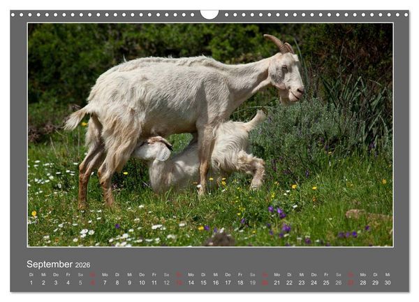 Produktbild: Tierbabys 2026 (Wandkalender 2026 DIN A3 quer), CALVENDO Monatskalender