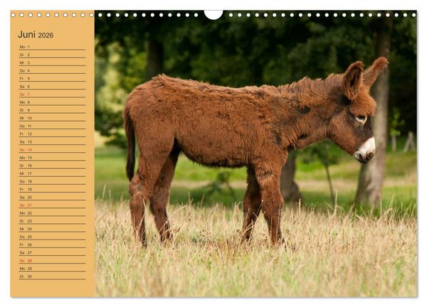 Produktbild: Gro&szlig;esel an der Loreley (Wandkalender 2026 DIN A3 quer), CALVENDO Monatskalender